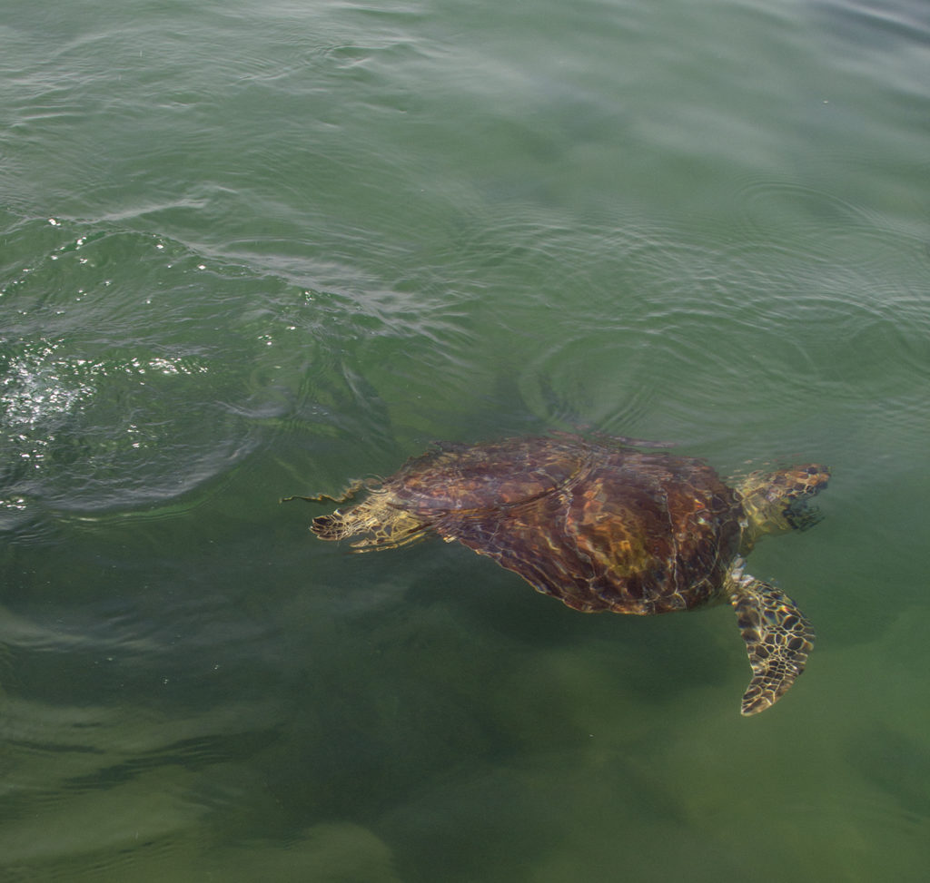 Juvenile green turtle