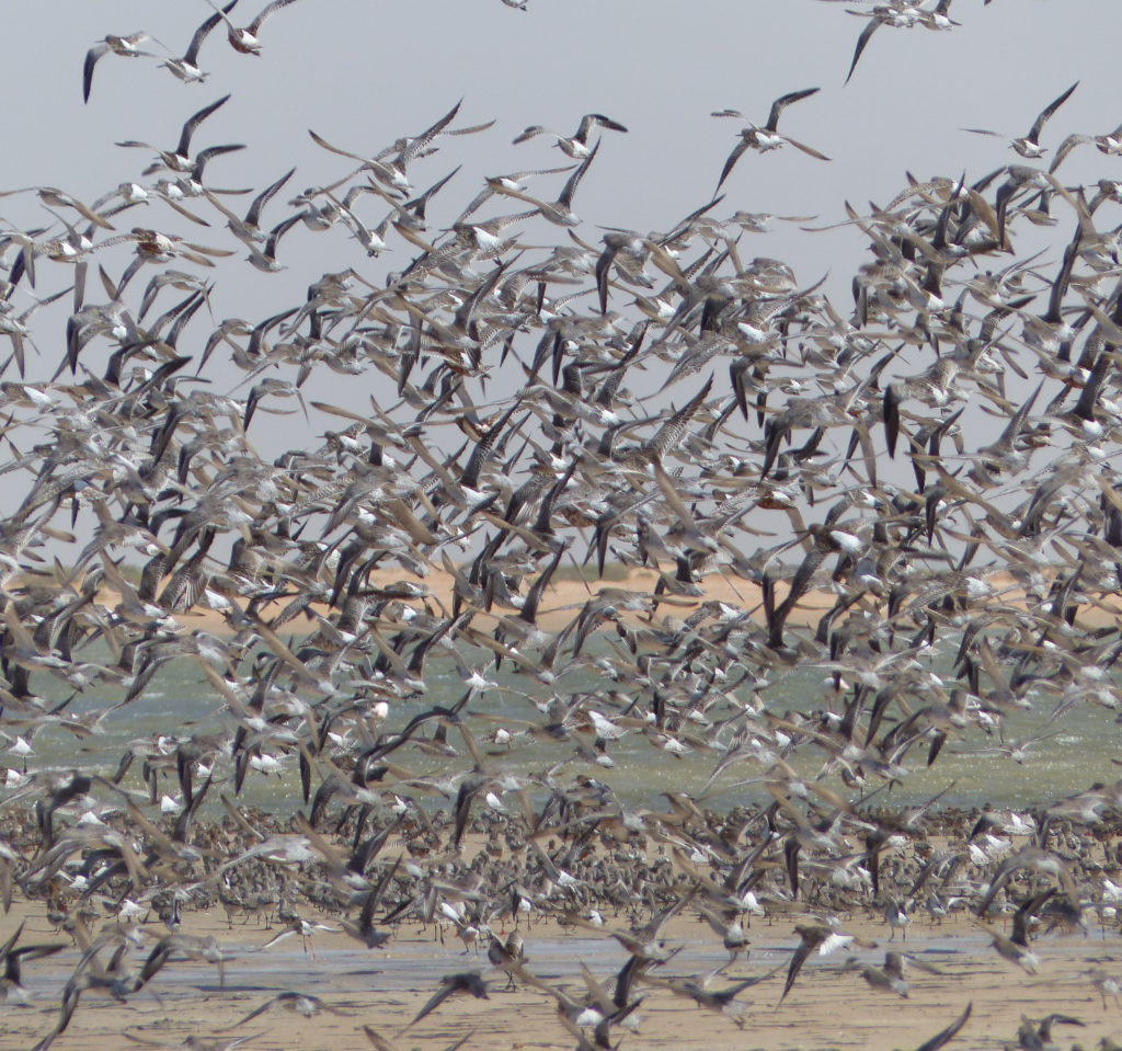 Bar-tailed godwits