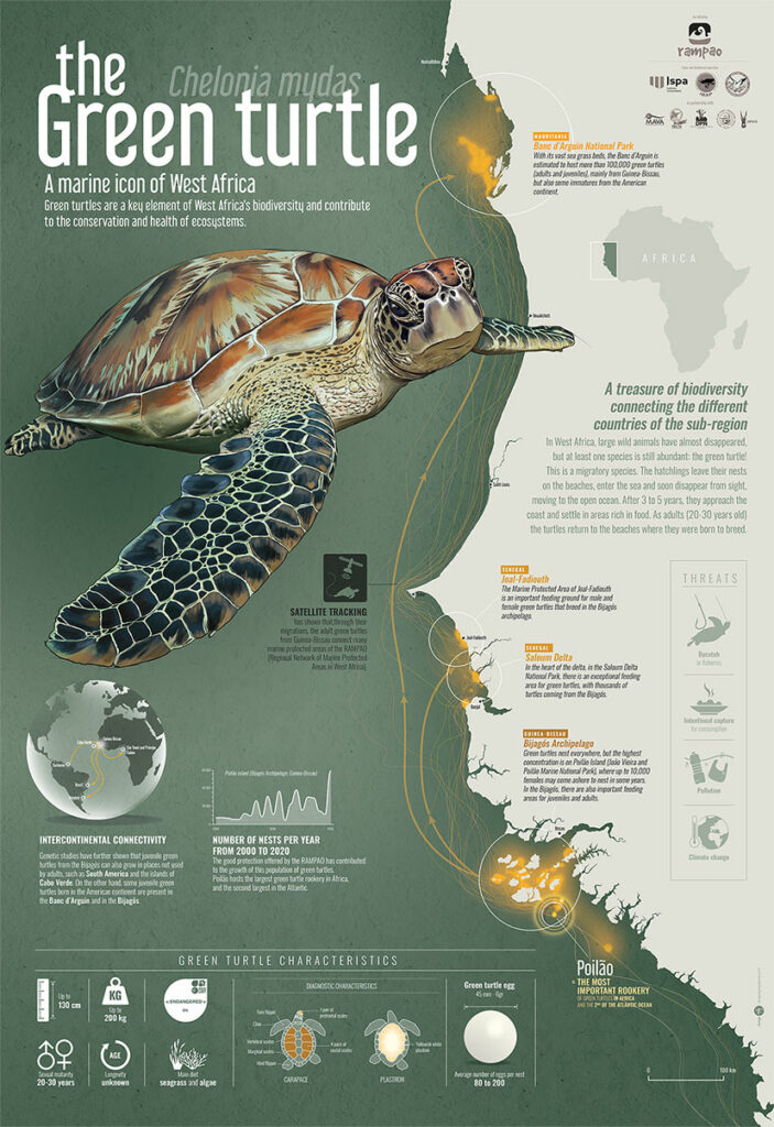 poster illustrating ggreen turtle migrations along West Africa and major nesting and feeding areas for this population of geen turtles